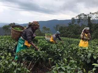 Tee Plantagen Rwanda
