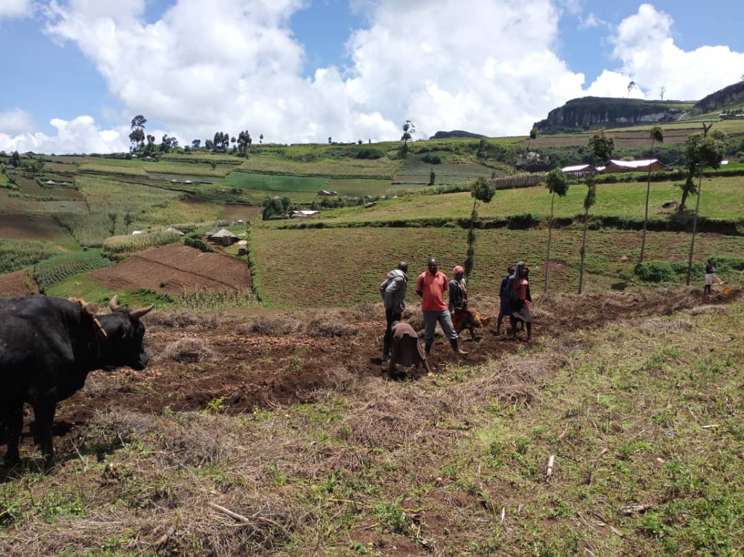 01 Potato field Mt Elgon region Uganda<br /><br /> Simon Mutambo